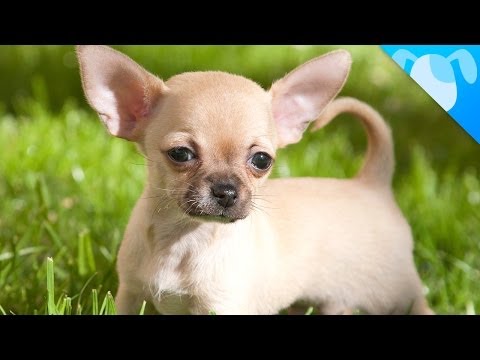 an evaluation of the success of the ads chihuahuas taking chihuahuas Teacup chihuahuas – separating the facts from the fiction whether you currently own a chihuahua or are thinking of owning one, you've probably heard people refer. an evaluation of the success of the ads chihuahuas taking chihuahuas Teacup chihuahuas – separating the facts from the fiction whether you currently own a chihuahua or are thinking of owning one, you've probably heard people refer.