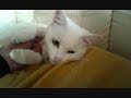 飼い猫・みゅー盗撮