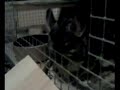Gizmo's Great Adventure