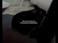 Gizmo's Great Adventure