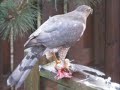 HAWK EATS BIRD