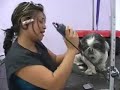 Pet Groomer Training - Pet Grooming School