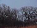 Turkeys Fly Up To & Down From The Roost