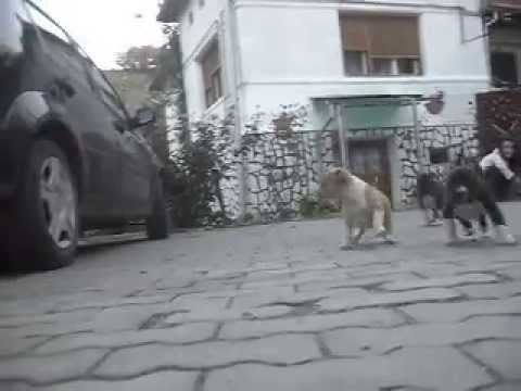 amstaff