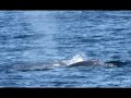 Princess Monterey Whale Watching-11-29-2009 sighting mag- Humpbacks- monty
