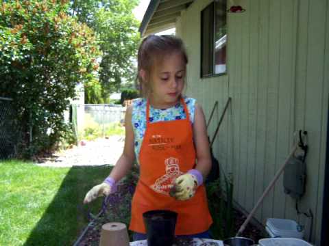 how to plant bee balm