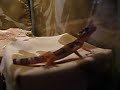 Izzy the Leopard Gecko ^.^
