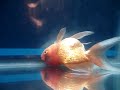 oranda hole-in-head