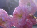 clip zazie by me