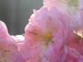 Clip Zazie Flower Power