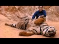 Touching Tigers in Tiger Temple, Kanchanaburi, Thailand