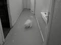 running cat running cat