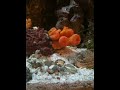 IMG_2039[1].MOV
