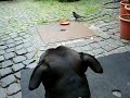 Mr. T und die Amsel Mr. T und die Amsel