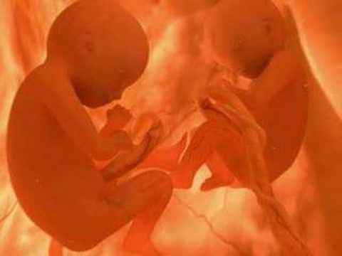 Fetus figth