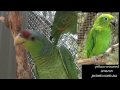 Priam Psittaculture Centre Juvenile Parrots Nov2009 priam.com.au
