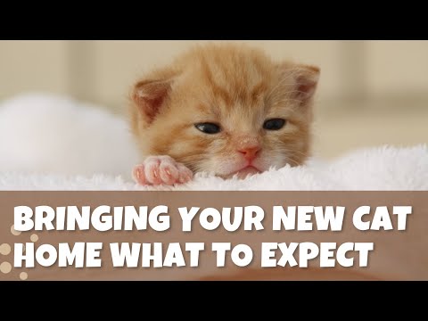 Bringing Your New Cat Home  What to Expect