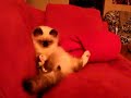 Cute ragdoll kitten is surprized by a sneeze!