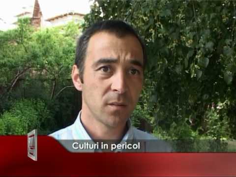 Culturi in pericol