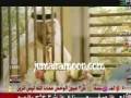 videos de 3yoonalwahsh adel