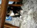 My Bratty Cat.