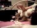 Elly the Bend and Snap Kitty
