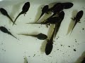 SOBRE AS RÃSNome: Rana catesbeiana shawÉ de origem norte-americanaVive em média 16 anos (para reprodução em cativeiro deve permancer no máximo quatro anos no ranário)Postura média de 3.000 ovos na primeira ovulação, e de 20.000 ovos nas ovulações seguintes.1) A carne de rã possui todos os aminoácidos essenciais para o ser humano. O homem não sintetiza 10 aminoácidos e precisa consumi-los para viver. A carne de rã possui esses aminoácidos e é ideal para atletas que precisam ganhar e manter a musculação. Por ser uma proteína de alto valor biológico, é excelente para a recuperação de doentes diminuindo o período de convalescença, pois aumenta a resistência corporal.2) Não possui gordura intercelular. Toda a gordura da rã praticamente se localiza no abdômem, diferente dos mamíferos onde a localização da gordura é também entre as células. Assim, a carne de rã possui baixíssimos níveis de colesterol e, comparado com a carne de boi possui 20 vezes menos gordura.3) Possui alta digestibilidade (mais de 97%). Come-se menos e alimenta-se mais.4) Não causa alergias. Indicada para pessoas com problemas alérgicos alimentares.5) A rã brasileira é criada em cativeiro. Não é um produto de caça. Assim, não há agressão ao meio ambiente (desde que ela não fuja do ranário já que, por ser um animal exótico à nossa fauna, poderá causar desequilíbrio ambiental). Na Índia, por exemplo, a caça à rã foi proibida pelo Governo pois os gastos dos agricultores com inseticidas nas lavouras, devido ao desequilíbrio ecológico, estavam superando os ganhos com a exportação da carne de rã.É um anfíbio: animal com duas fases distintas de vida (do grego anfi = dupla; bio = vida); nasce na água, faz uma metamorfose e passa a viver também na terra.Tem circulação sanguínea dupla e fechada (coração com sangue venoso e arterial).É um vertebrado (com coluna dorsal, esqueleto e mandíbulas).É um animal ectotérmico: sua temperatura corporal varia 1ºC acima da temperatura do meio ambiente (ECTO= fora; TÉRMICO = temperatura).Hibernação -A Hibernação é um estado letárgico pelo quais muitos animais de sangue quente passam durante o inverno, principalmente em regiões temperadas e árticas. Os animais mergulham num estado de sonolência e inatividade, em que as funções vitais do organismo são reduzidas ao absolutamente necessário à sobrevivência.