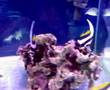 Pygoplites Diacanthus i Heniochus Acuminatus