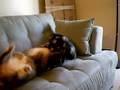 videos de Tasha.AVI