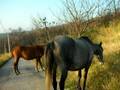 Horses on road in Bosanka
