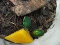 Green June Beetles Feeding Green June Beetles Feeding