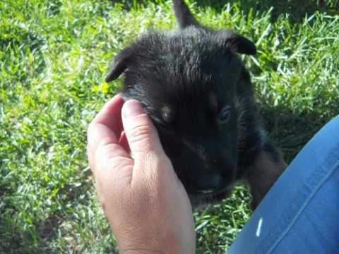 Foxy at 4 weeks of age