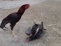 اول لعبه الى الديك الاحمر ولد الفتيس