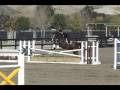 Ciao Bello *SOLD* January 2009- Fancy Imported Warmblood Junior A/O hunter prospect!