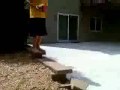 Paytons brick shot