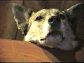 Cabin Dog walks up 10\