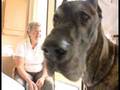 videos de Up Close: Dusty the Dog