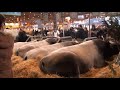 Salon De L'agriculture 2012à Paris.flv