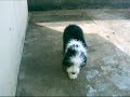 Cão e Gato (Sheepdog e Siamês). Amigos ou rivais? Cão e Gato (Sheepdog e Siamês). Amigos ou rivais?