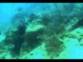 Artificial Reef - Gentong Karang Project at Kotok Island
