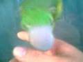videos de ket