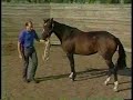Young Horse Management: Longeing a Horse, from eXtension