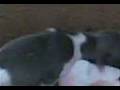 videos de Família Anny e Piccollo