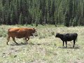 South Park Cattle Drive