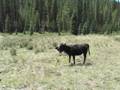 videos de South Park Cattle Drive