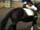 Toggi Dressage Toggi Dressage