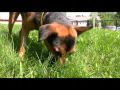 videos de Jackie, Australian Kelpie/Shepherd mix dog for adoption in Indiana