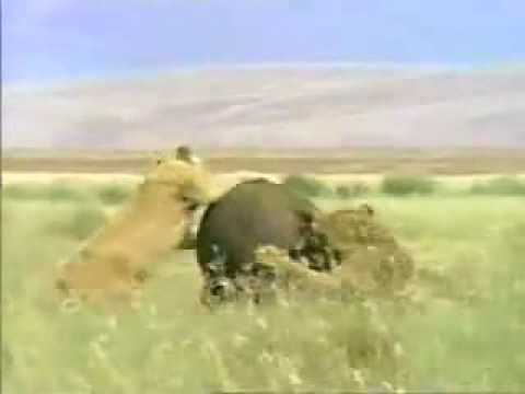 Imagen de previsualización de YouTube