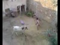 angry bull tench bhatta rawalpindi by sheikh waseem.avi