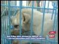 Interview re Phuket Animal Welfare Society charity